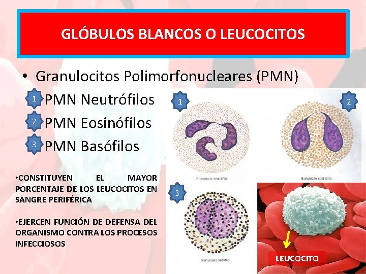 GLÓBULOS BLANCOS O LEUCOCITOS • Granulocitos Polimorfonucleares (PMN) 1 PMN Neutrófilos 1 2 PMN