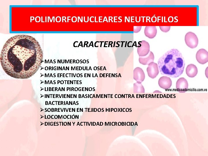 POLIMORFONUCLEARES NEUTRÓFILOS CARACTERISTICAS ØMAS NUMEROSOS ØORIGINAN MEDULA OSEA ØMAS EFECTIVOS EN LA DEFENSA ØMAS