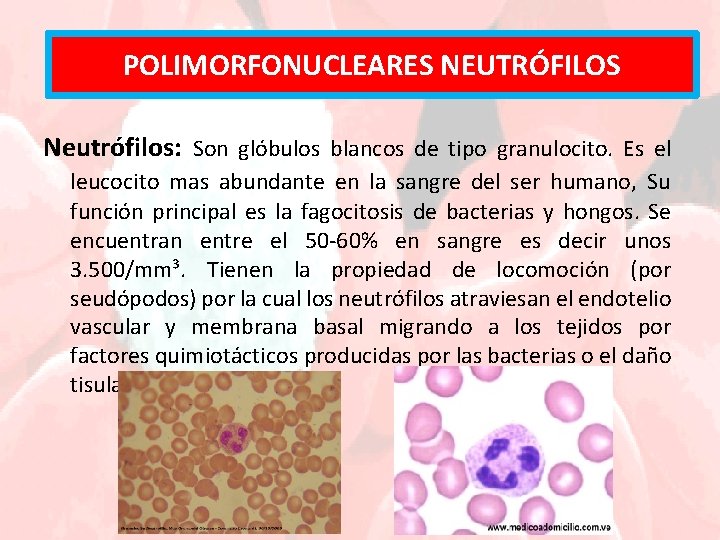 POLIMORFONUCLEARES NEUTRÓFILOS Neutrófilos: Son glóbulos blancos de tipo granulocito. Es el leucocito mas abundante