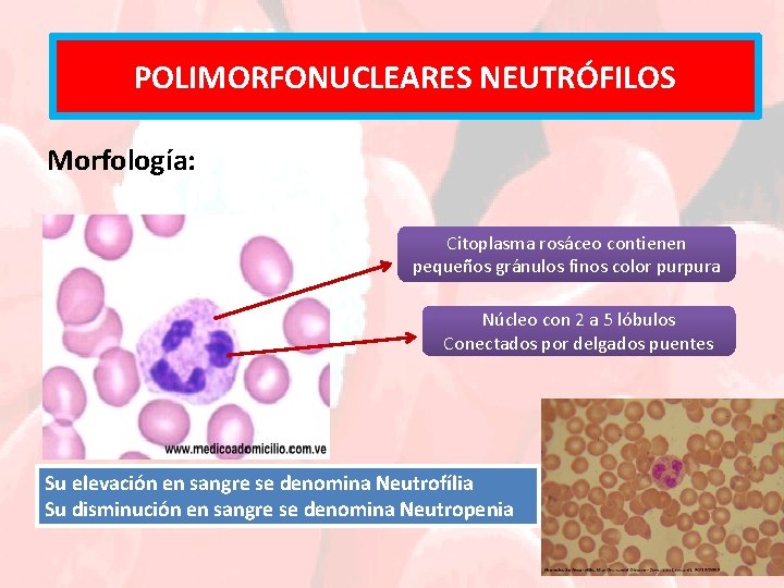 POLIMORFONUCLEARES NEUTRÓFILOS Morfología: Citoplasma rosáceo contienen pequeños gránulos finos color purpura Núcleo con 2