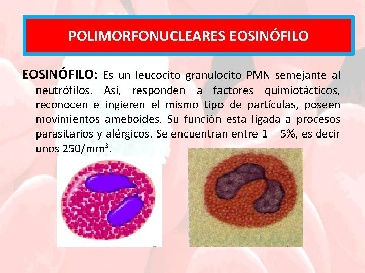 POLIMORFONUCLEARES NEUTRÓFILOS EOSINÓFILO: Es un leucocito granulocito PMN semejante al neutrófilos. Así, responden a