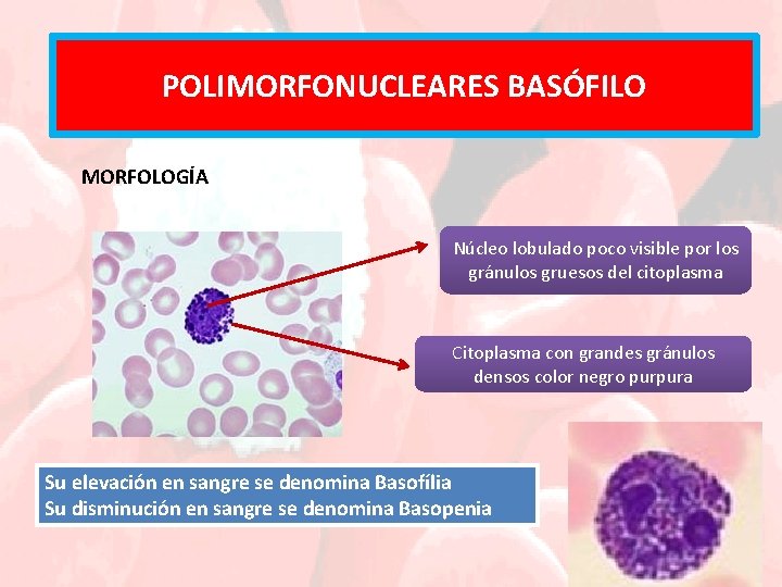 POLIMORFONUCLEARESNEUTRÓFILOS BASÓFILO MORFOLOGÍA Núcleo lobulado poco visible por los gránulos gruesos del citoplasma Citoplasma