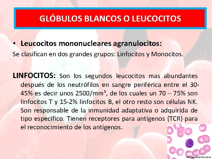 GLÓBULOS BLANCOS O LEUCOCITOS • Leucocitos mononucleares agranulocitos: Se clasifican en dos grandes grupos: