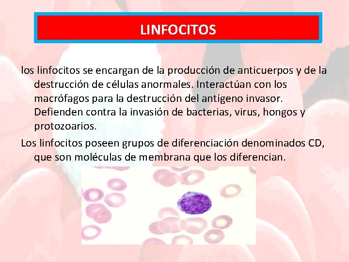 LINFOCITOS los linfocitos se encargan de la producción de anticuerpos y de la destrucción