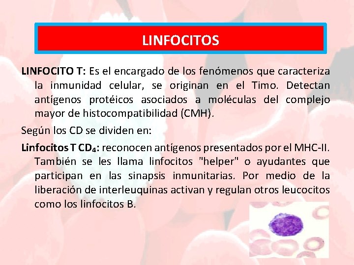 LINFOCITOS LINFOCITO T: Es el encargado de los fenómenos que caracteriza la inmunidad celular,