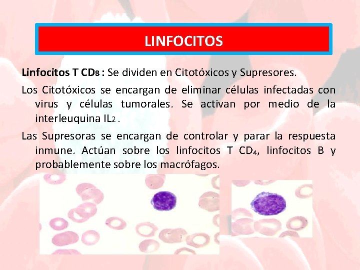 LINFOCITOS Linfocitos T CD 8 : Se dividen en Citotóxicos y Supresores. Los Citotóxicos
