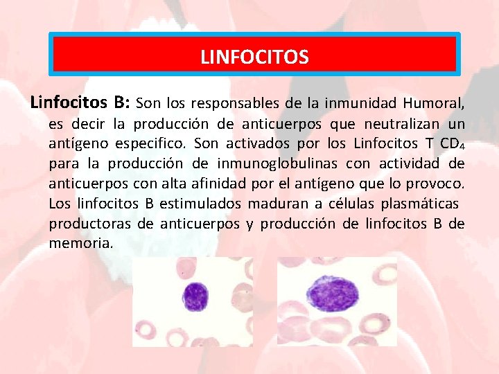 LINFOCITOS Linfocitos B: Son los responsables de la inmunidad Humoral, es decir la producción