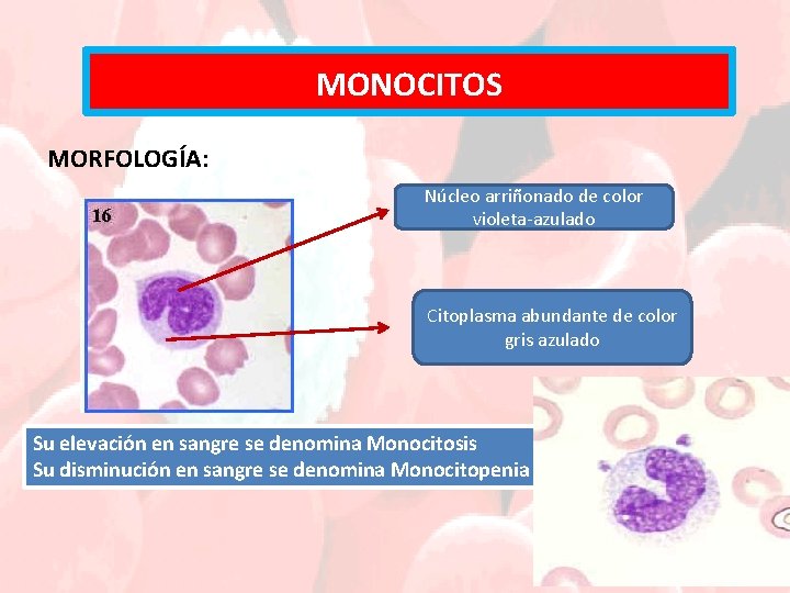 MONOCITOS MORFOLOGÍA: Núcleo arriñonado de color violeta-azulado Citoplasma abundante de color gris azulado Su