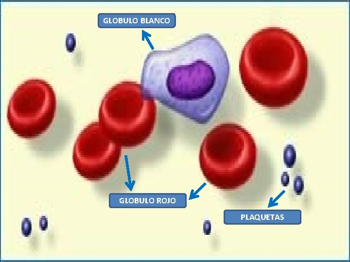 GLOBULO BLANCO leucocitos GLOBULO ROJO PLAQUETAS 