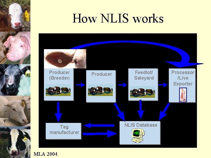 How NLIS works Producer (Breeder) Tag manufacturer MLA 2004 Producer Feedlot/ Saleyard NLIS Database
