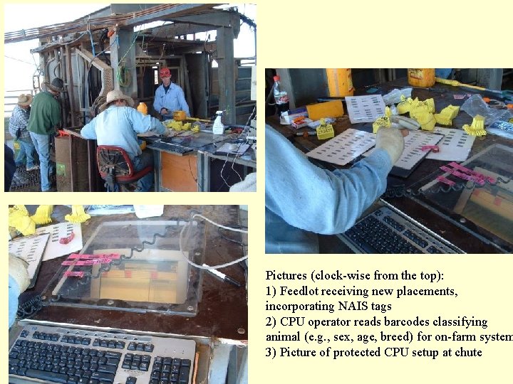 Pictures (clock-wise from the top): 1) Feedlot receiving new placements, incorporating NAIS tags 2)