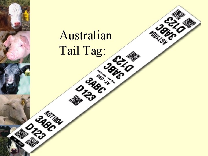 Australian Tail Tag: 