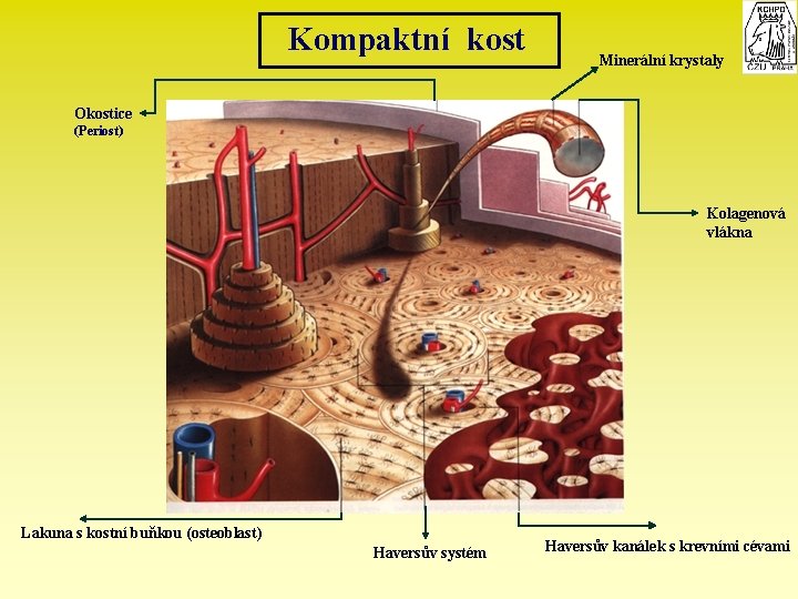 Kompaktní kost Minerální krystaly Okostice (Periost) Kolagenová vlákna Lakuna s kostní buňkou (osteoblast) Haversův