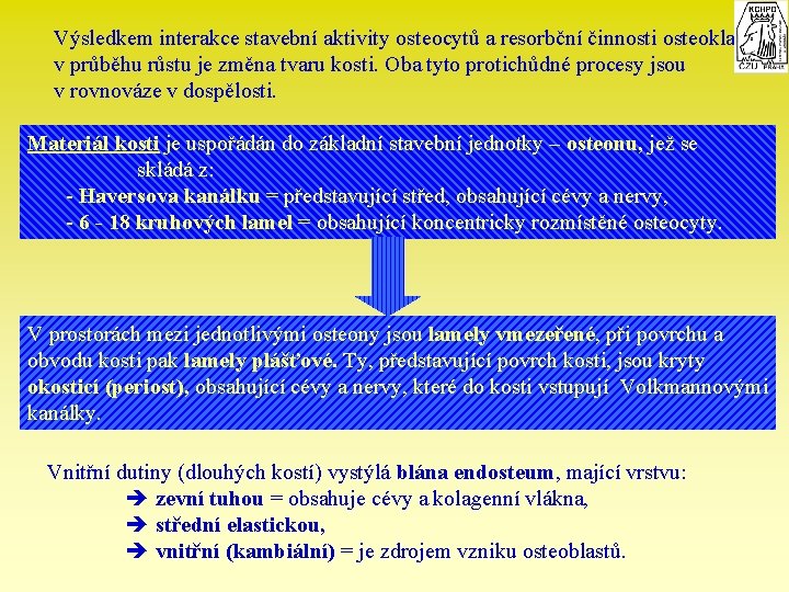 Výsledkem interakce stavební aktivity osteocytů a resorbční činnosti osteoklastů v průběhu růstu je změna