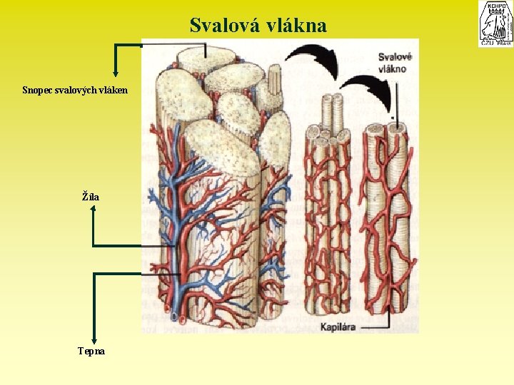 Svalová vlákna Snopec svalových vláken Žíla Tepna 