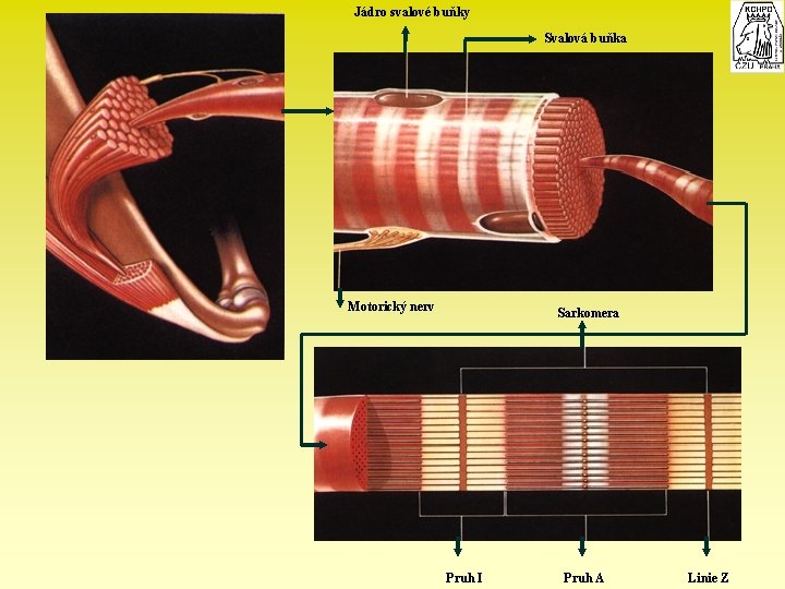 Jádro svalové buňky Svalová buňka Motorický nerv Sarkomera Pruh I Pruh A Linie Z