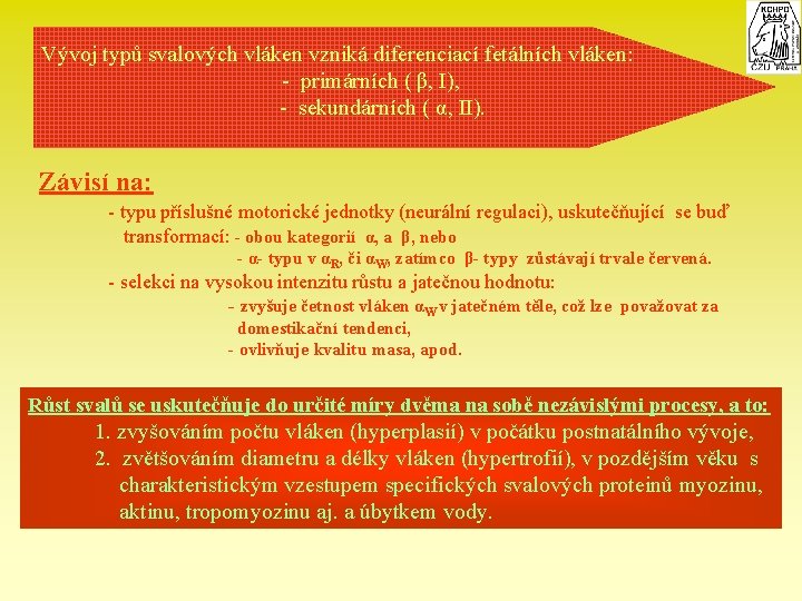 Vývoj typů svalových vláken vzniká diferenciací fetálních vláken: - primárních ( β, I), -