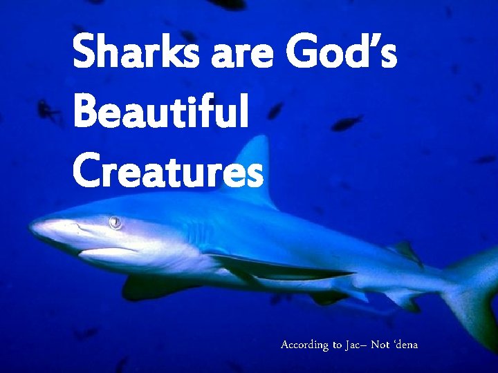 Sharks are God’s Beautiful Creatures According to Jac– Not ‘dena Sharks are God’s Beautiful Creatures According to Jac– Not ‘dena