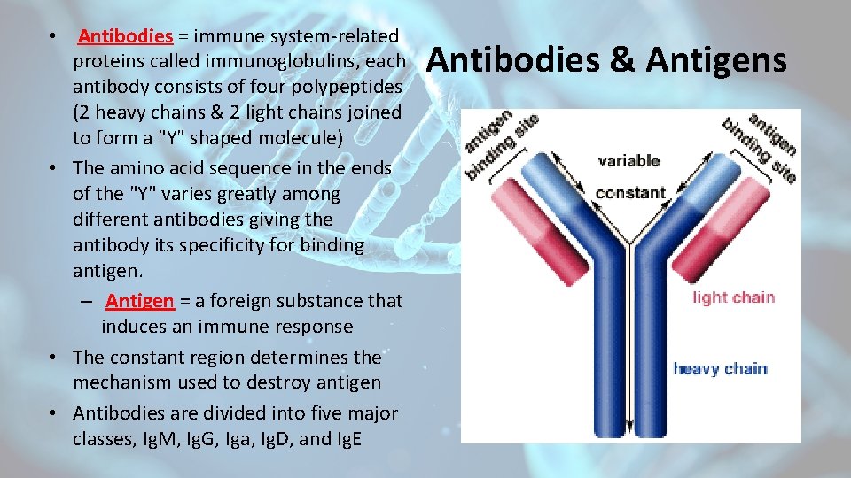  • Antibodies = immune system-related proteins called immunoglobulins, each antibody consists of four