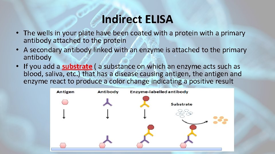 Indirect ELISA • The wells in your plate have been coated with a protein