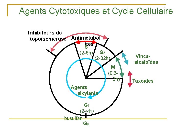 Agents Cytotoxiques et Cycle Cellulaire Inhibiteurs de topoisomérase Antimétabol ites S (2 -6 h)