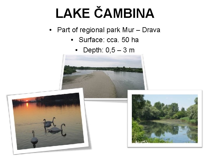 LAKE ČAMBINA • Part of regional park Mur – Drava • Surface: cca. 50