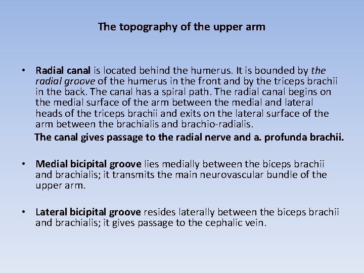 The topography of the upper arm • Radial canal is located behind the humerus.