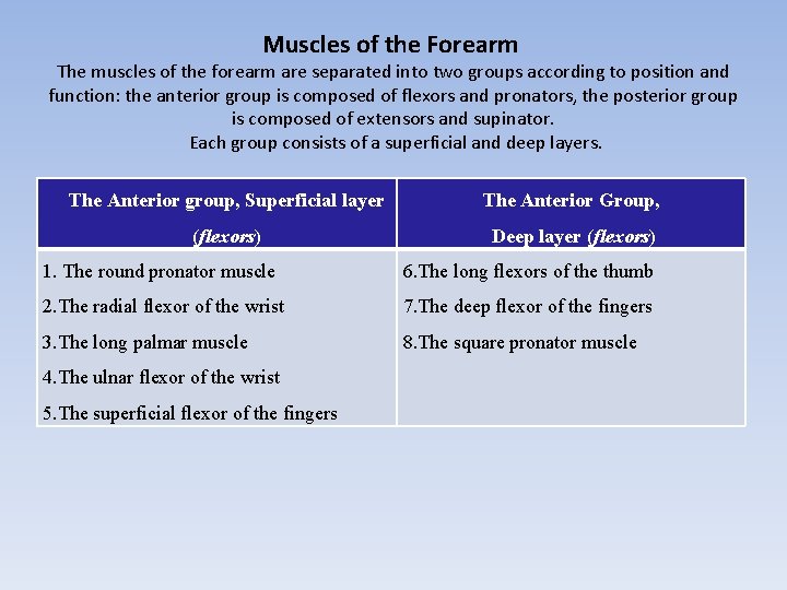 Muscles of the Forearm The muscles of the forearm are separated into two groups