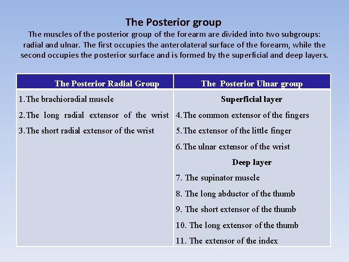 The Posterior group The muscles of the posterior group of the forearm are divided