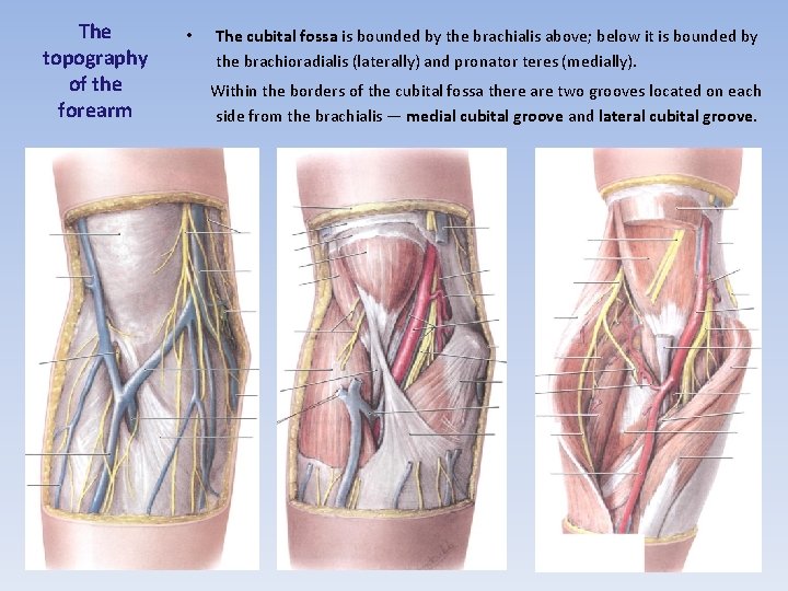 The topography of the forearm • The cubital fossa is bounded by the brachialis