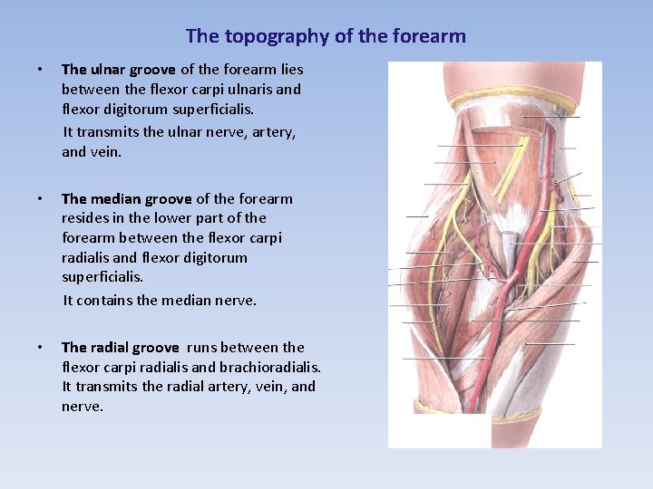 The topography of the forearm The ulnar groove of the forearm lies between the