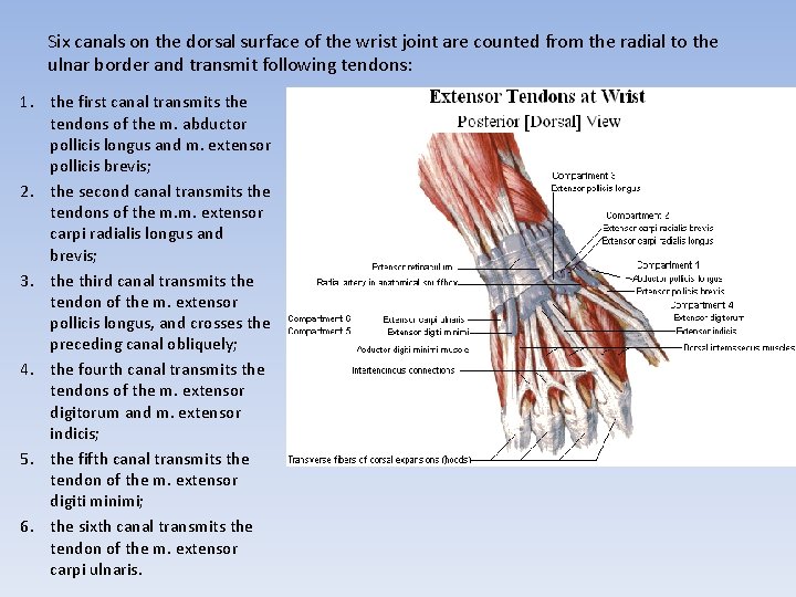 Six canals on the dorsal surface of the wrist joint are counted from the