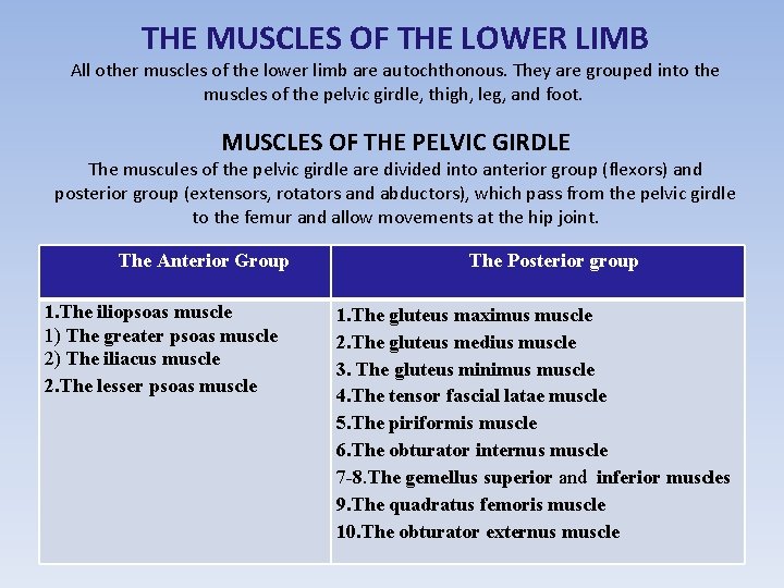 THE MUSCLES OF THE LOWER LIMB All other muscles of the lower limb are