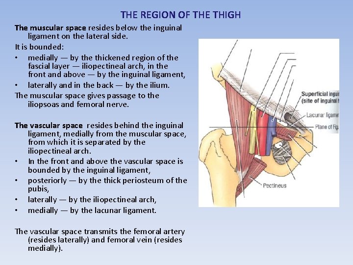 THE REGION OF THE THIGH The muscular space resides below the inguinal ligament on