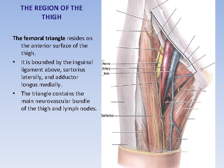 THE REGION OF THE THIGH The femoral triangle resides on the anterior surface of