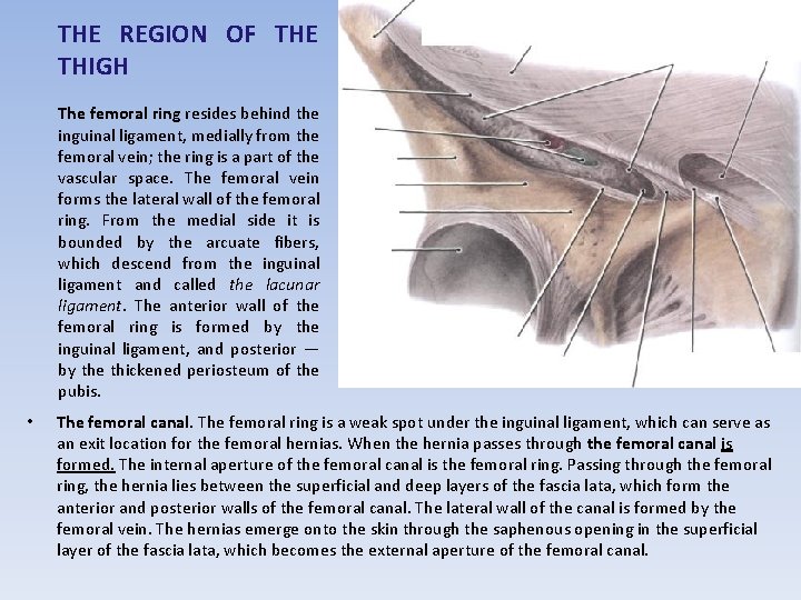 THE REGION OF THE THIGH The femoral ring resides behind the inguinal ligament, medially