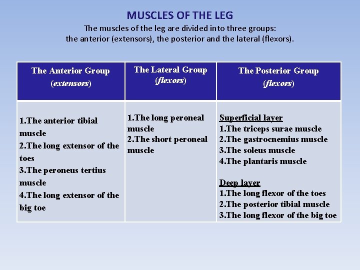 MUSCLES OF THE LEG The muscles of the leg are divided into three groups: