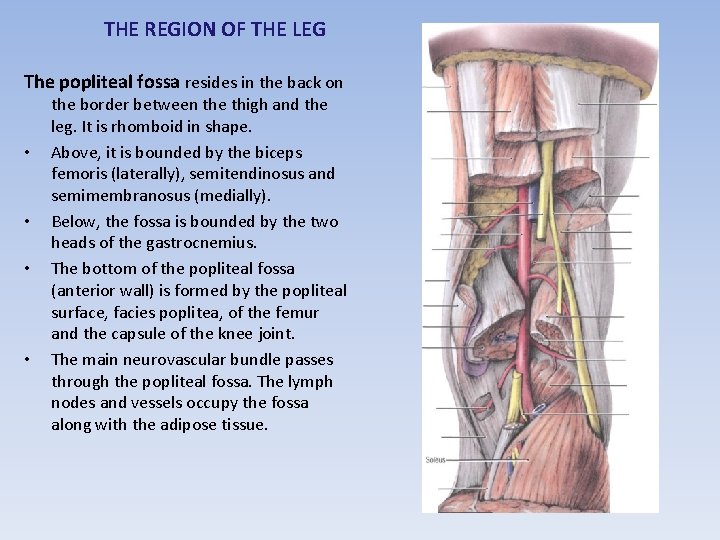 THE REGION OF THE LEG The popliteal fossa resides in the back on •