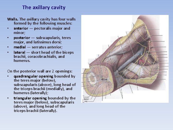 The axillary cavity Walls. The axillary cavity has four walls formed by the following