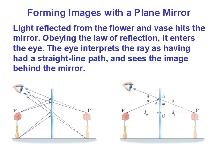 Forming Images with a Plane Mirror Light reflected from the flower and vase hits Forming Images with a Plane Mirror Light reflected from the flower and vase hits