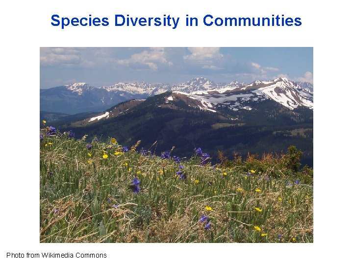 Species Diversity in Communities Photo from Wikimedia Commons 