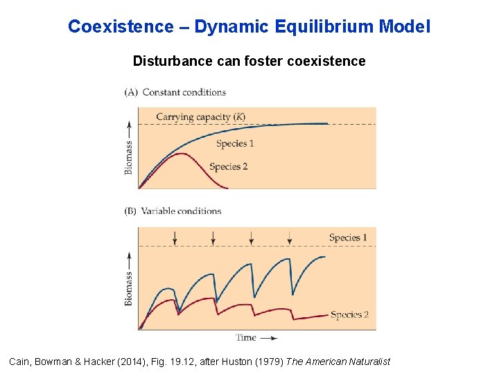 Coexistence – Dynamic Equilibrium Model Disturbance can foster coexistence Cain, Bowman & Hacker (2014),