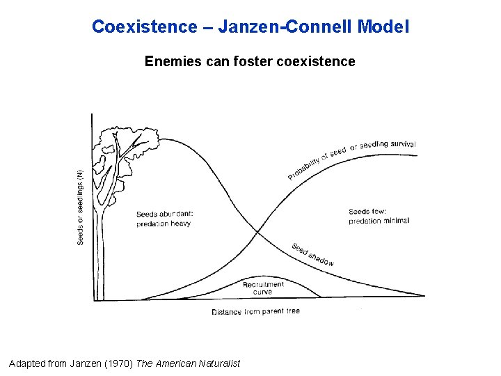 Coexistence – Janzen-Connell Model Enemies can foster coexistence Adapted from Janzen (1970) The American