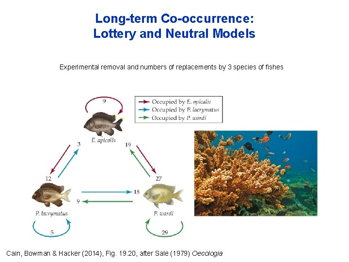 Long-term Co-occurrence: Lottery and Neutral Models Experimental removal and numbers of replacements by 3