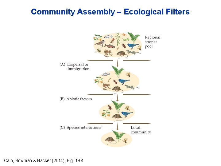 Community Assembly – Ecological Filters Cain, Bowman & Hacker (2014), Fig. 19. 4 