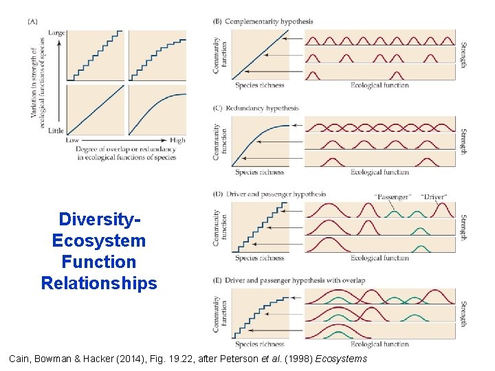 Diversity. Ecosystem Function Relationships Cain, Bowman & Hacker (2014), Fig. 19. 22, after Peterson