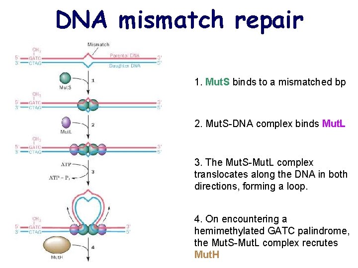 DNA mismatch repair 1. Mut. S binds to a mismatched bp 2. Mut. S-DNA