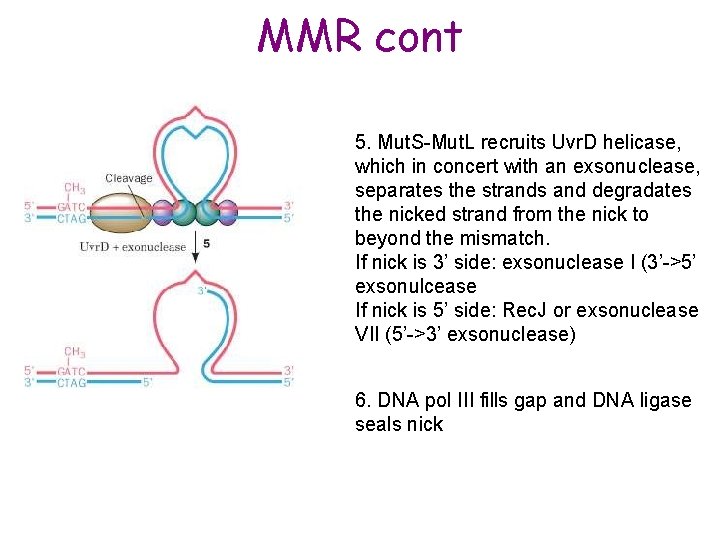 MMR cont 5. Mut. S-Mut. L recruits Uvr. D helicase, which in concert with