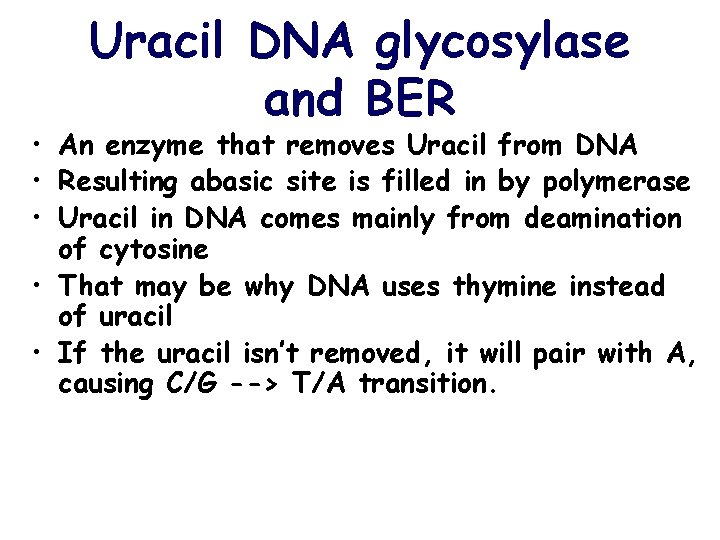 Uracil DNA glycosylase and BER • An enzyme that removes Uracil from DNA •