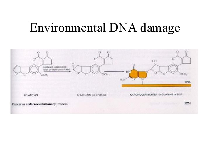 Environmental DNA damage 